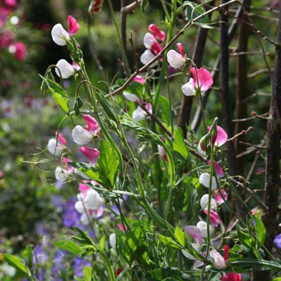 <i>Lathyrus odoratus</i> 'Painted Lady'