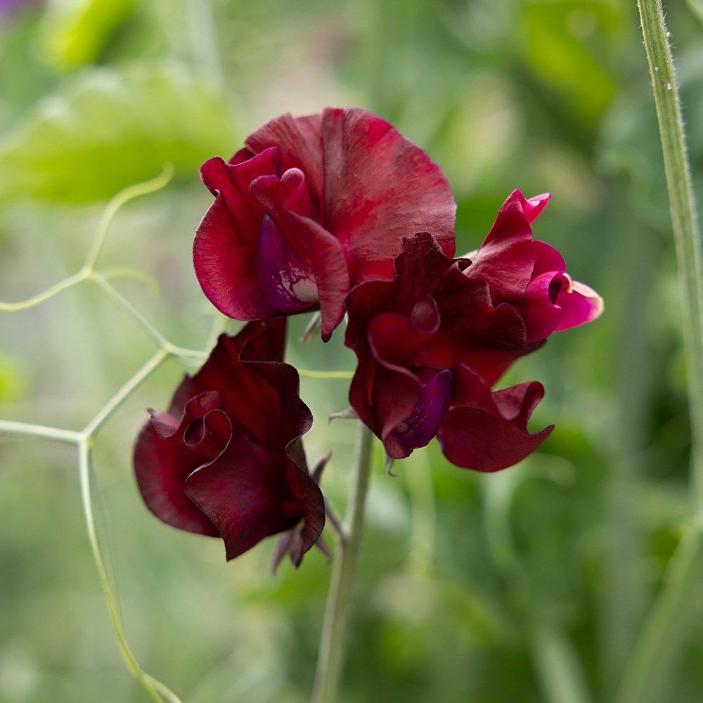<i>Lathyrus odoratus</i> 'Windsor'