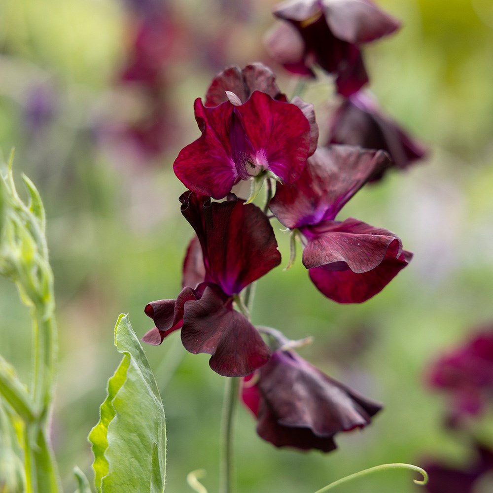<i>Lathyrus odoratus</i> 'Windsor'