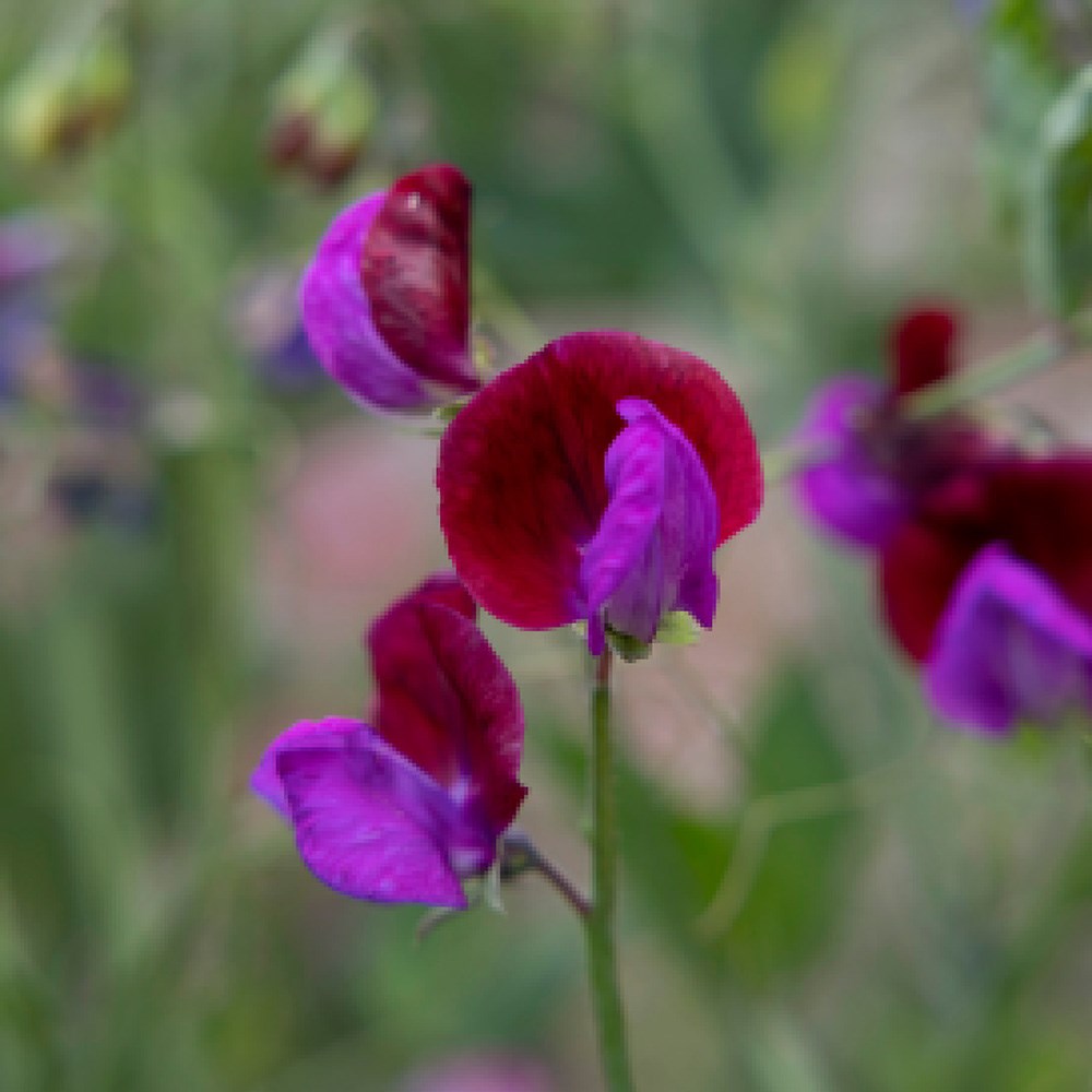 <i>Lathyrus odoratus</i> 'Cupani'
