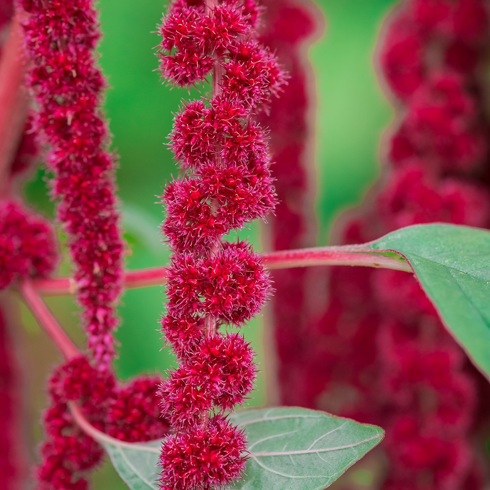 <i>Amaranthus caudatus</i> 