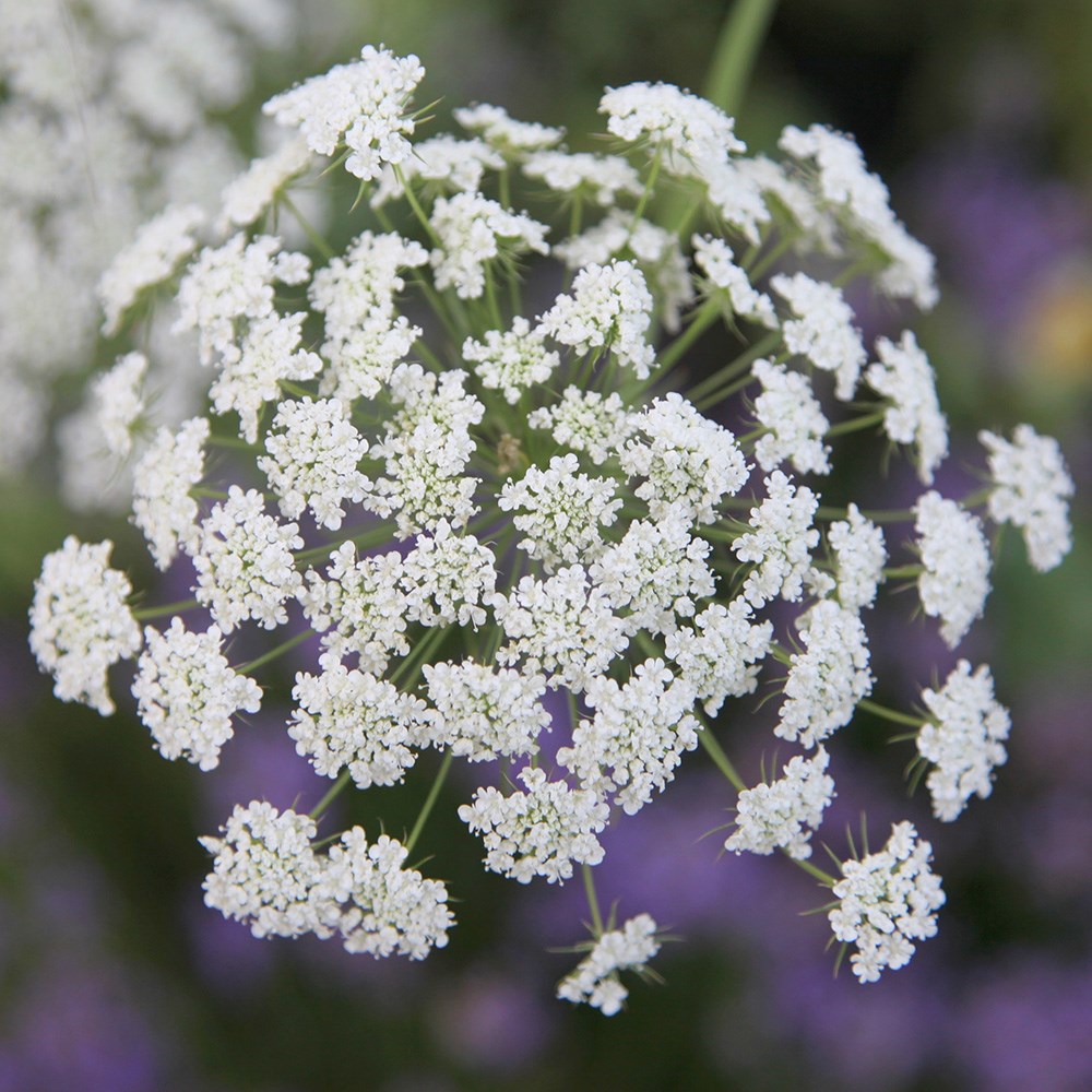 <i>Ammi majus</i> 