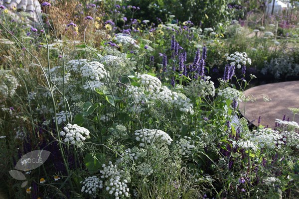 <i>Ammi majus</i> 
