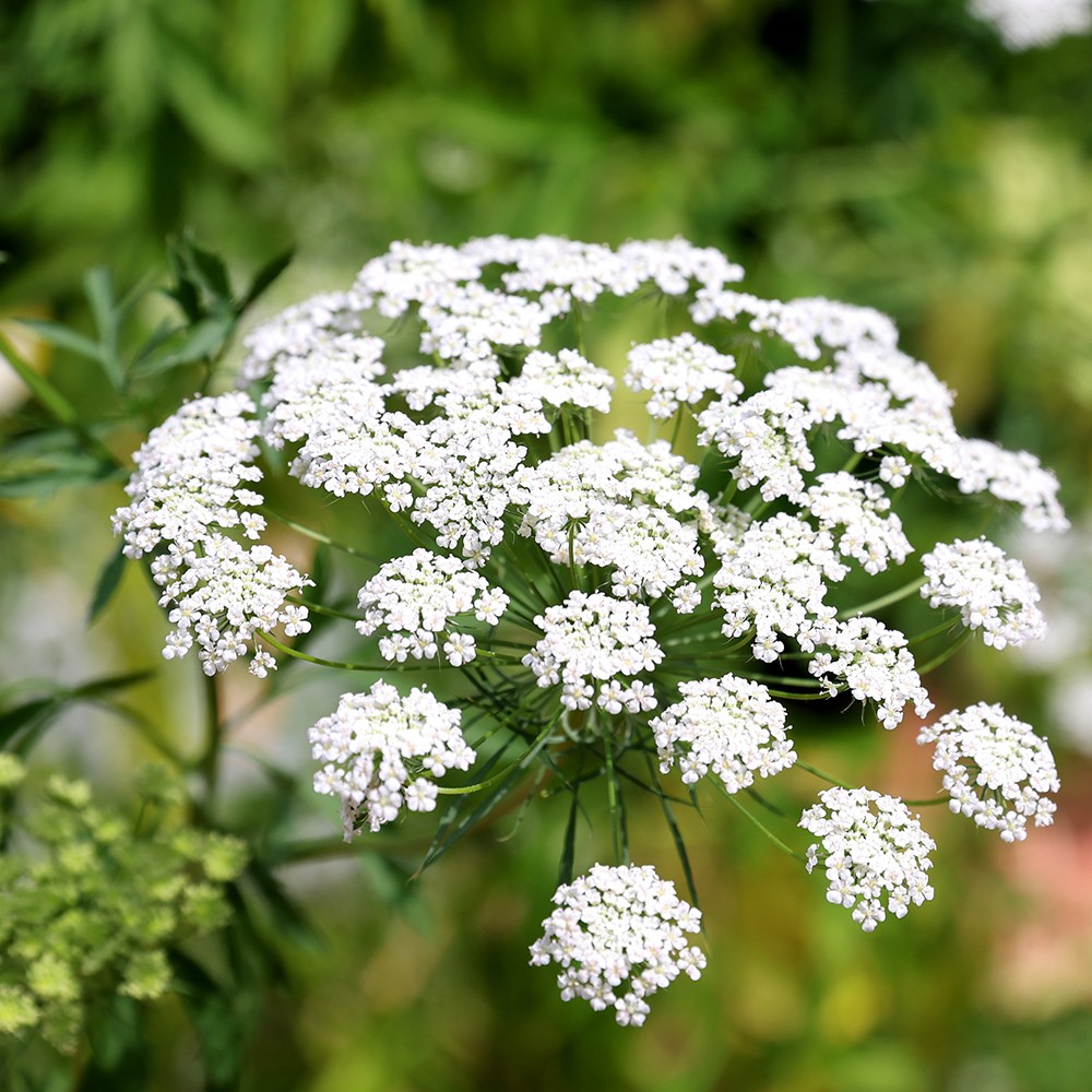 <i>Ammi majus</i> 