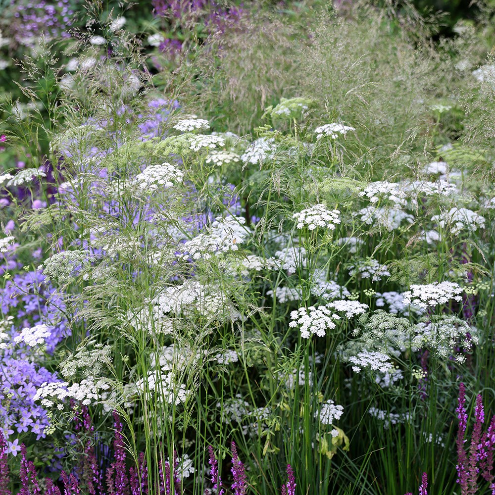 <i>Ammi majus</i> 