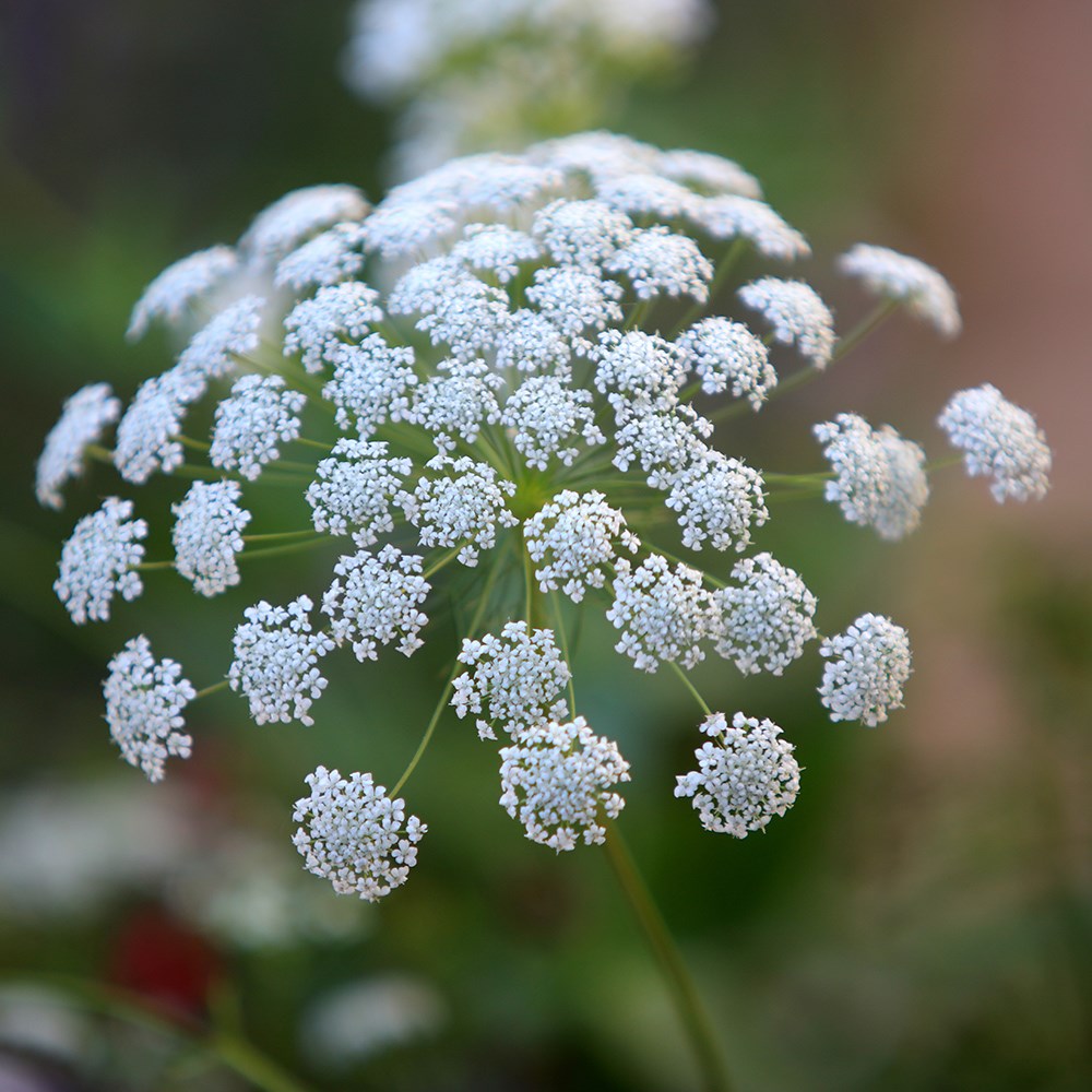 <i>Ammi majus</i> 