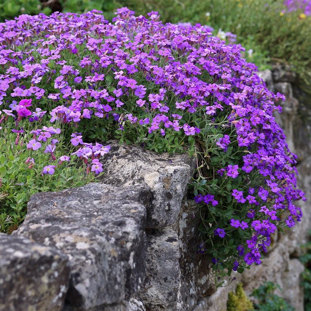 <i>Aubrieta</i> 'Purple Cascade' (Cascade Series) F1