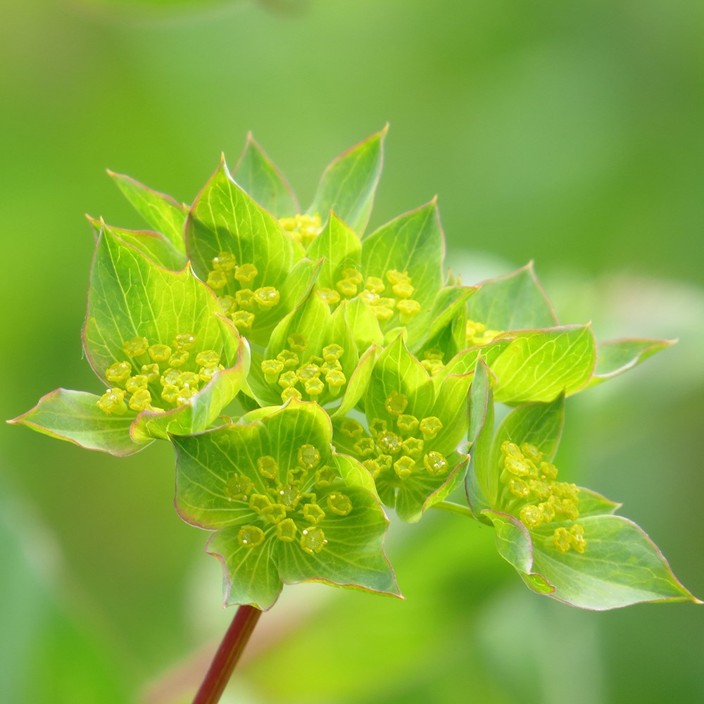 <i>Bupleurum rotundifolium</i> 'Griffithii'