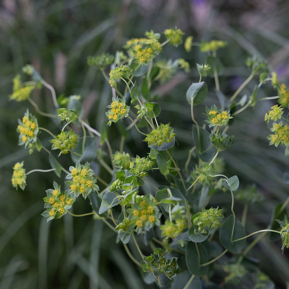 <i>Bupleurum rotundifolium</i> 'Griffithii'