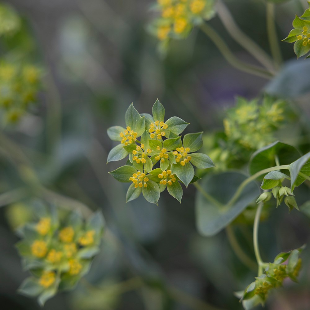 <i>Bupleurum rotundifolium</i> 'Griffithii'