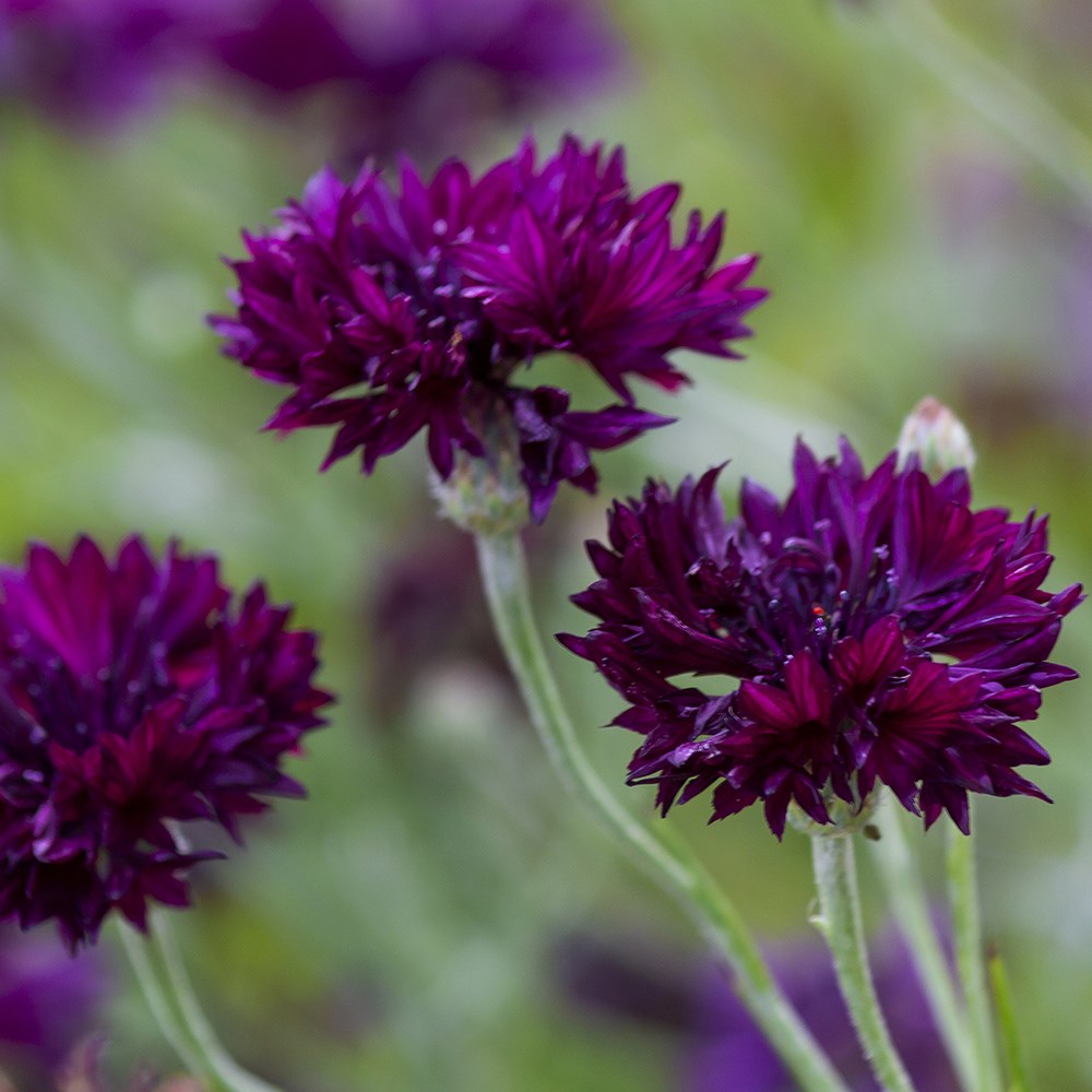 <i>Centaurea cyanus</i> 'Black Ball'