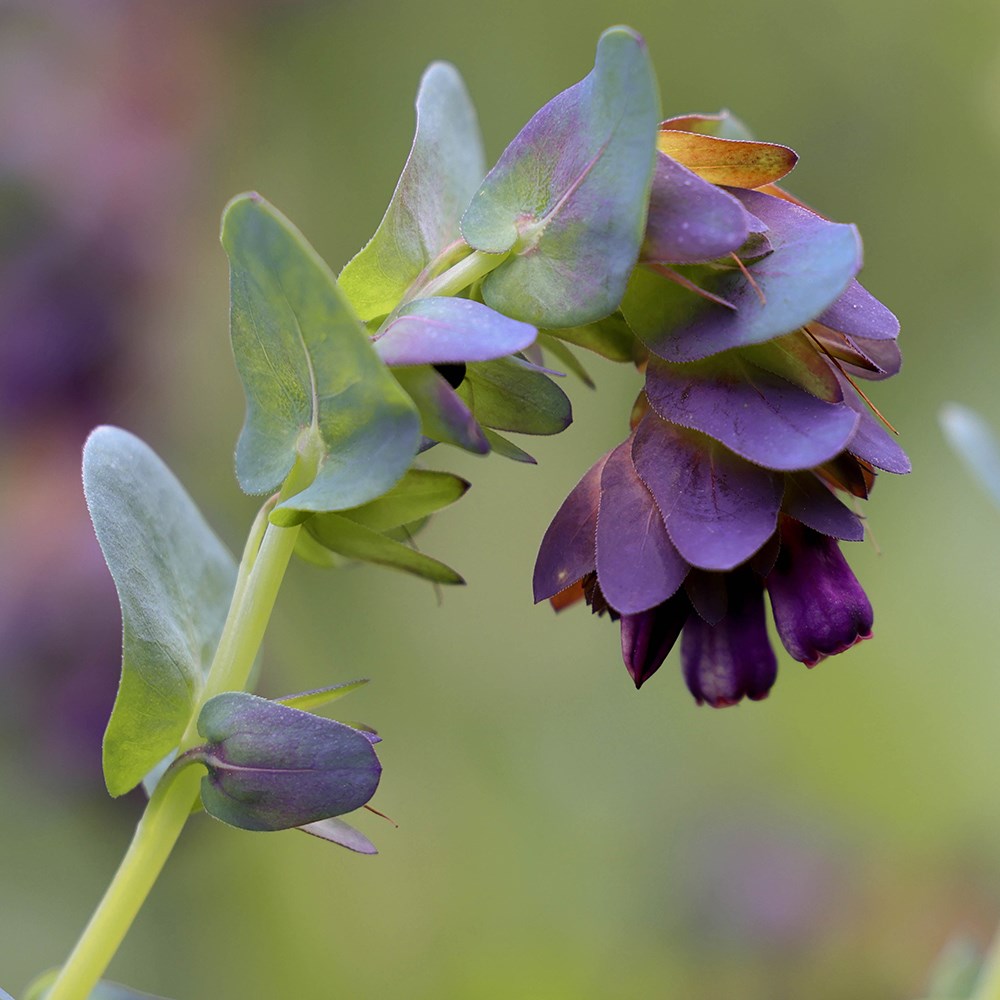 <i>Cerinthe major</i> 'Purpurascens' 