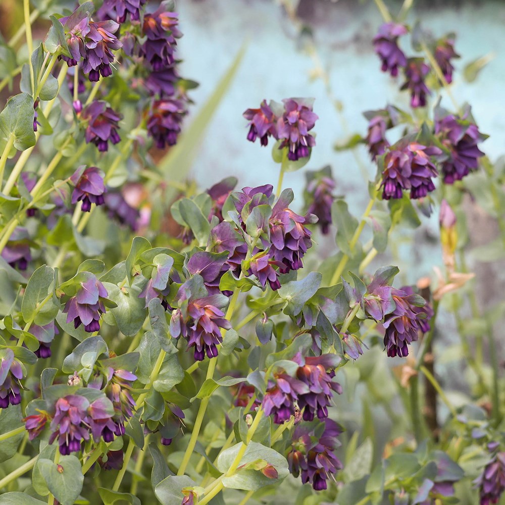 <i>Cerinthe major</i> 'Purpurascens' 