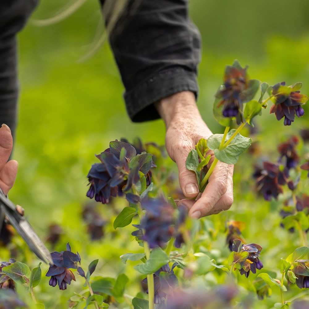 <i>Cerinthe major</i> 'Purpurascens' 