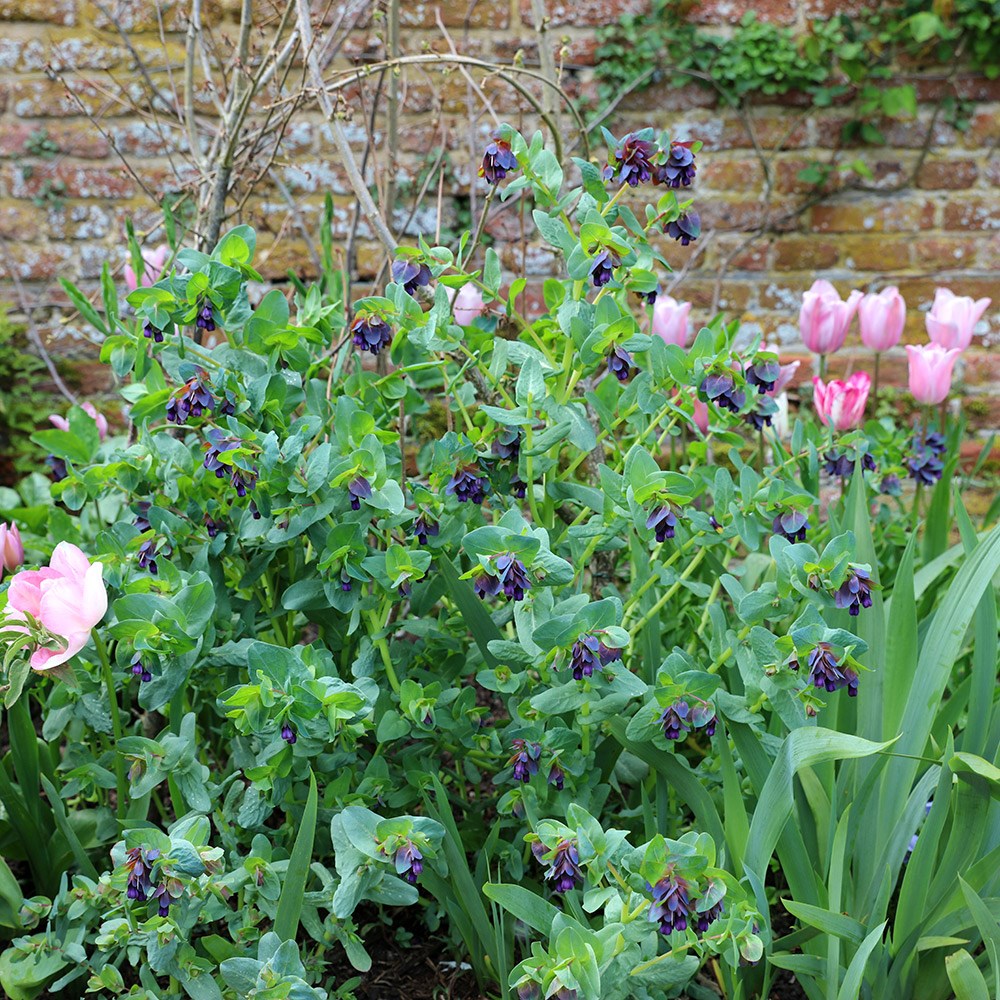 <i>Cerinthe major</i> 'Purpurascens' 