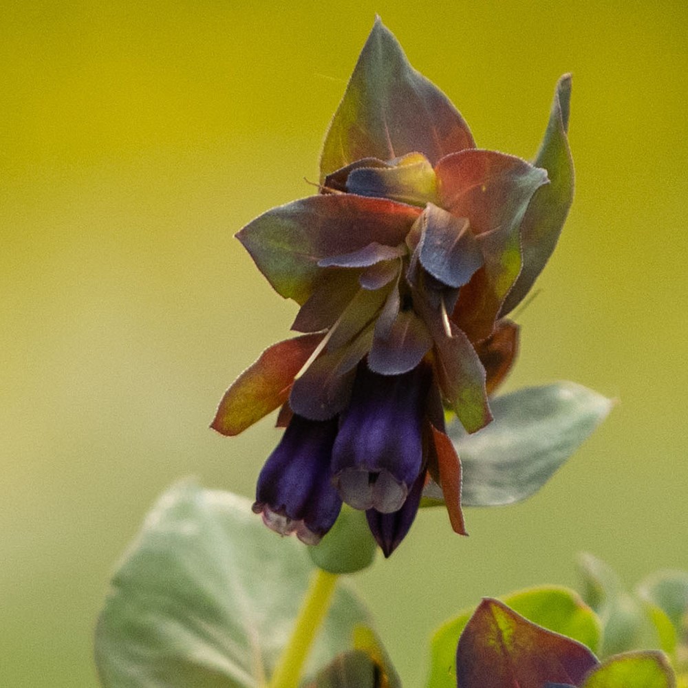 <i>Cerinthe major</i> 'Purpurascens' 