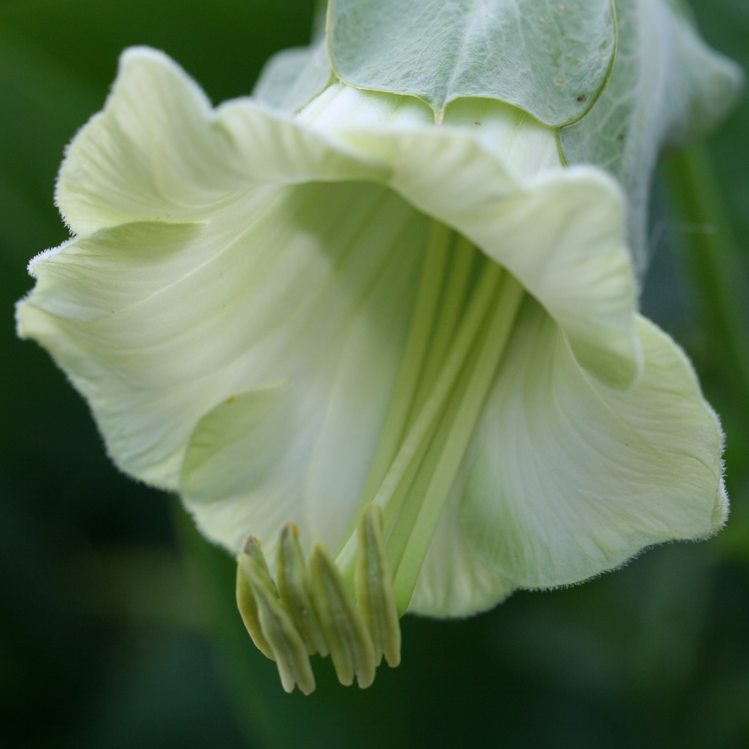 <I>Cobaea scandens</i> f.<i>alba</i>