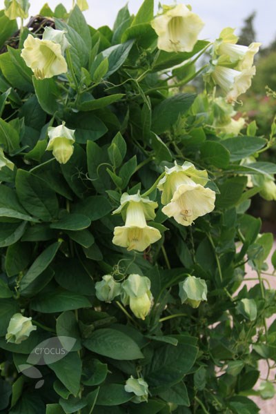 <I>Cobaea scandens</i> f.<i>alba</i>