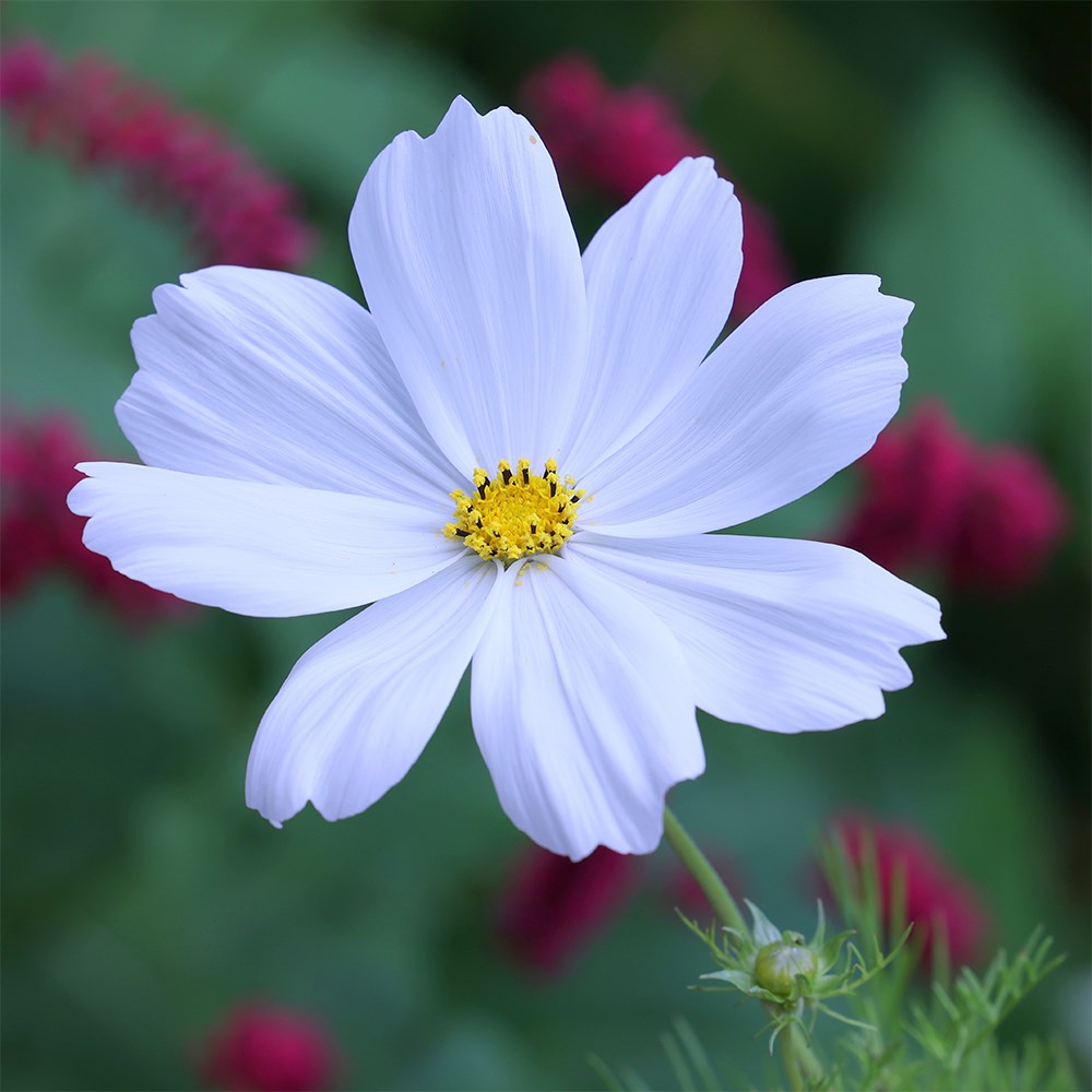 <i>Cosmos bipinnatus</i> 'Purity'