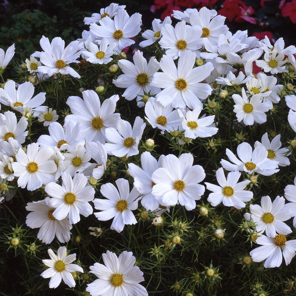 <i>Cosmos bipinnatus</i> 'Purity'