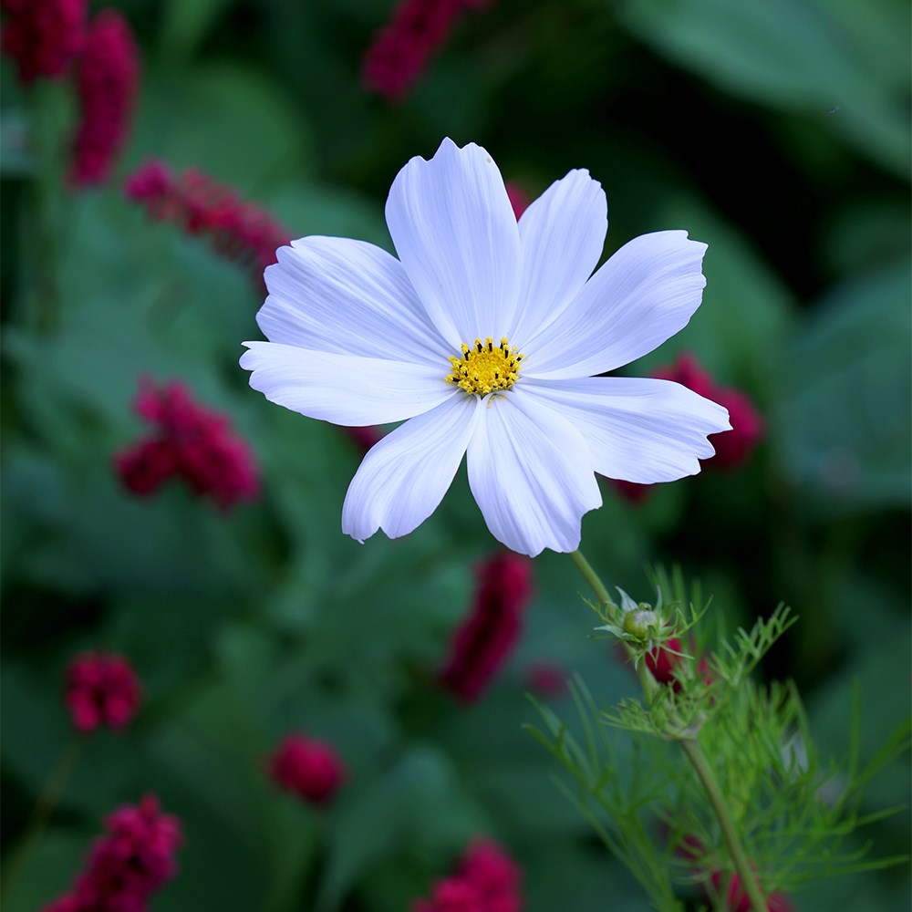 <i>Cosmos bipinnatus</i> 'Purity'
