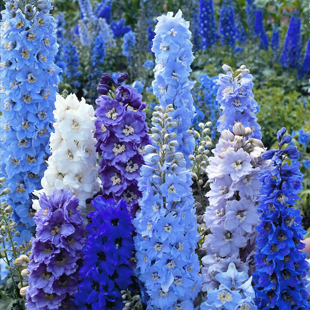 <I>Delphinium</i> Pacific hybrids