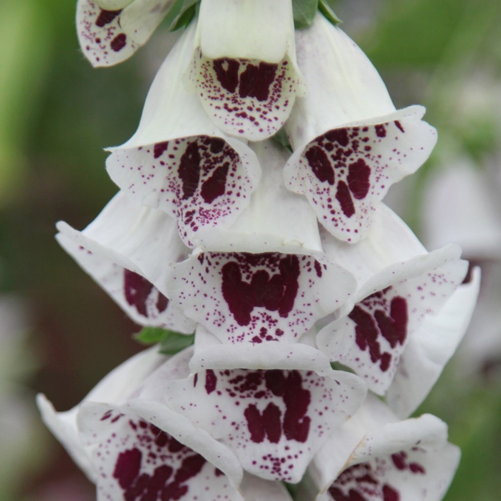 <i>Digitalis purpurea</i> 'Pam's Choice'