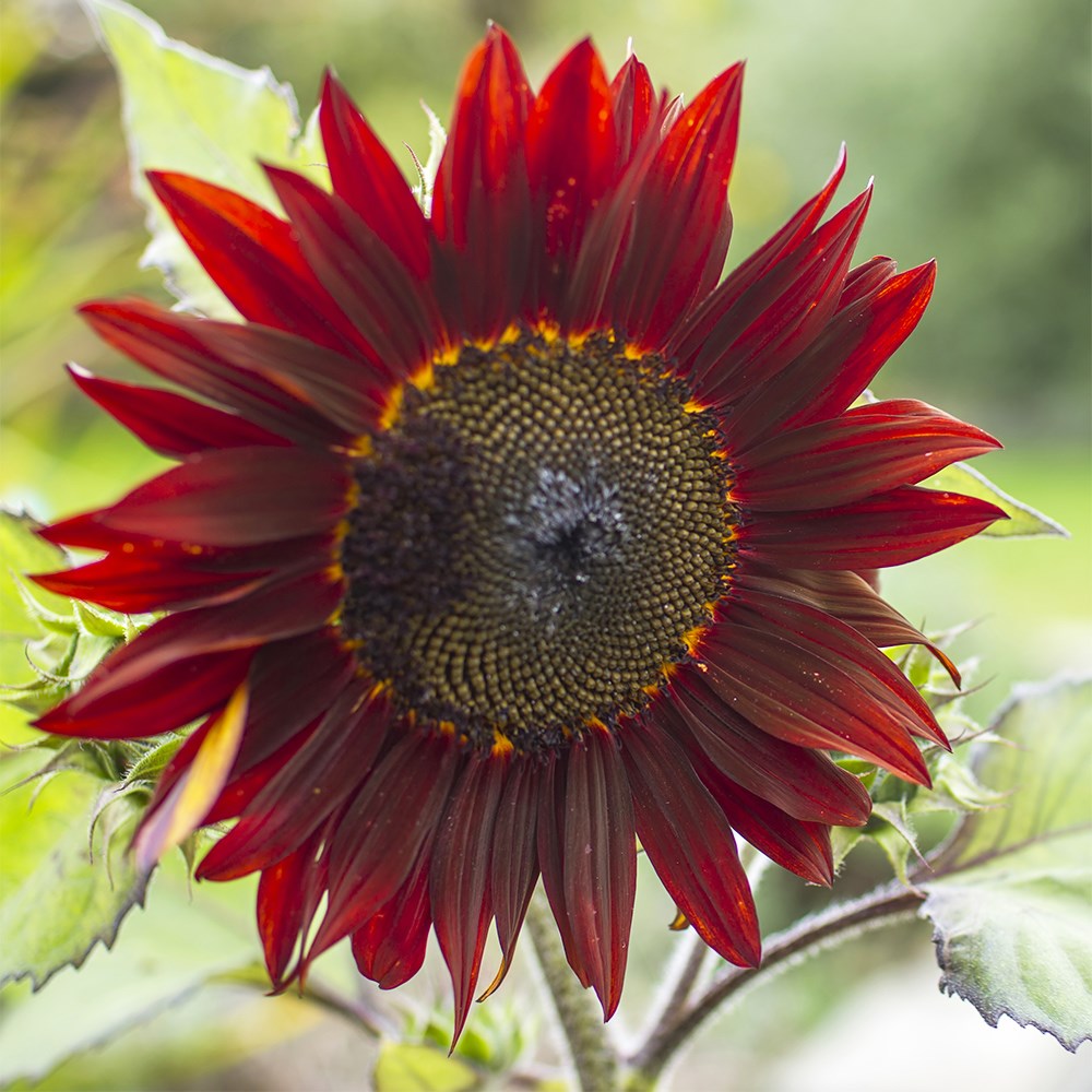 <i>Helianthus annuus</i> 'Claret'