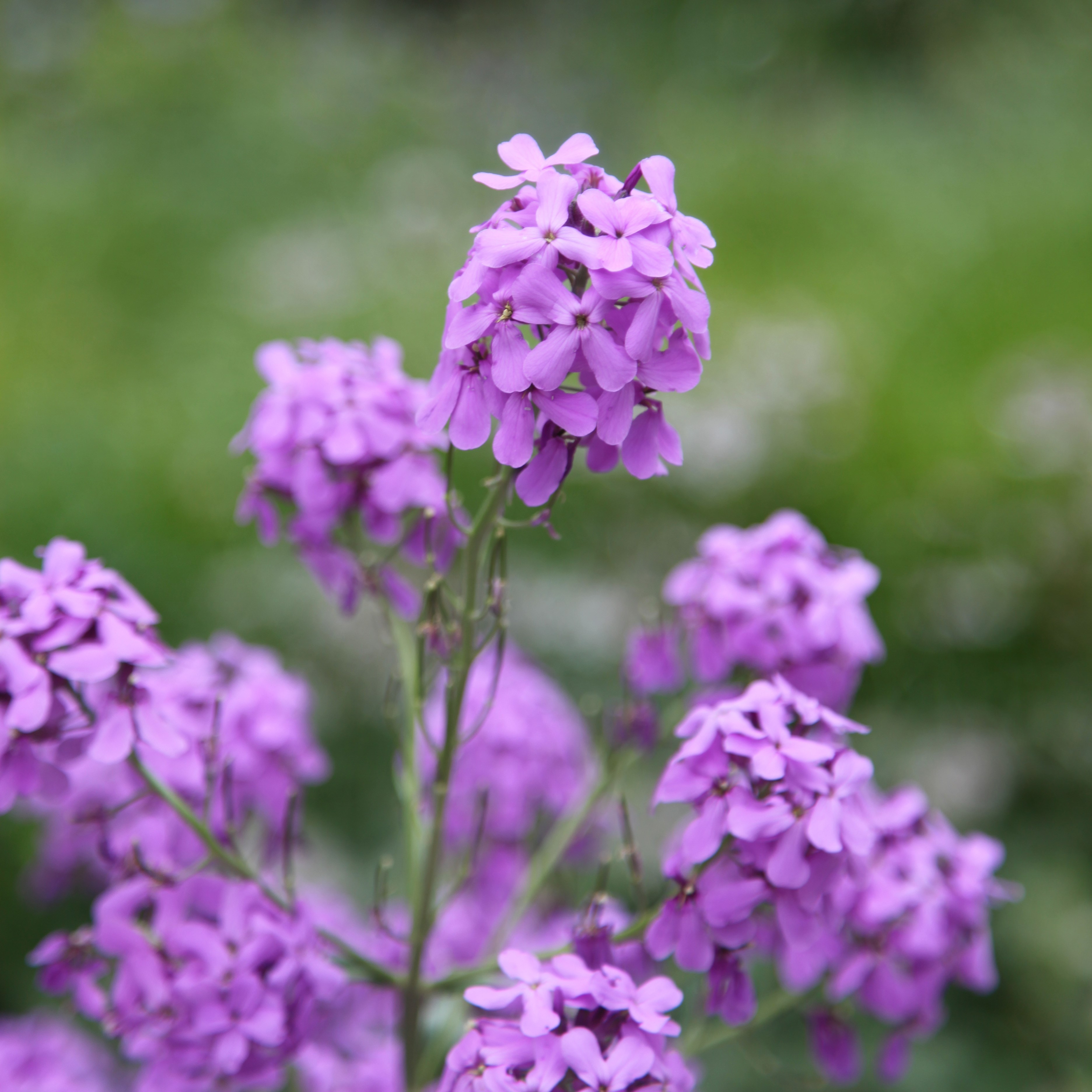 <i>Hesperis matronalis</i> 