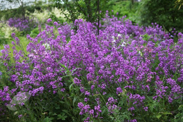 <i>Hesperis matronalis</i> 