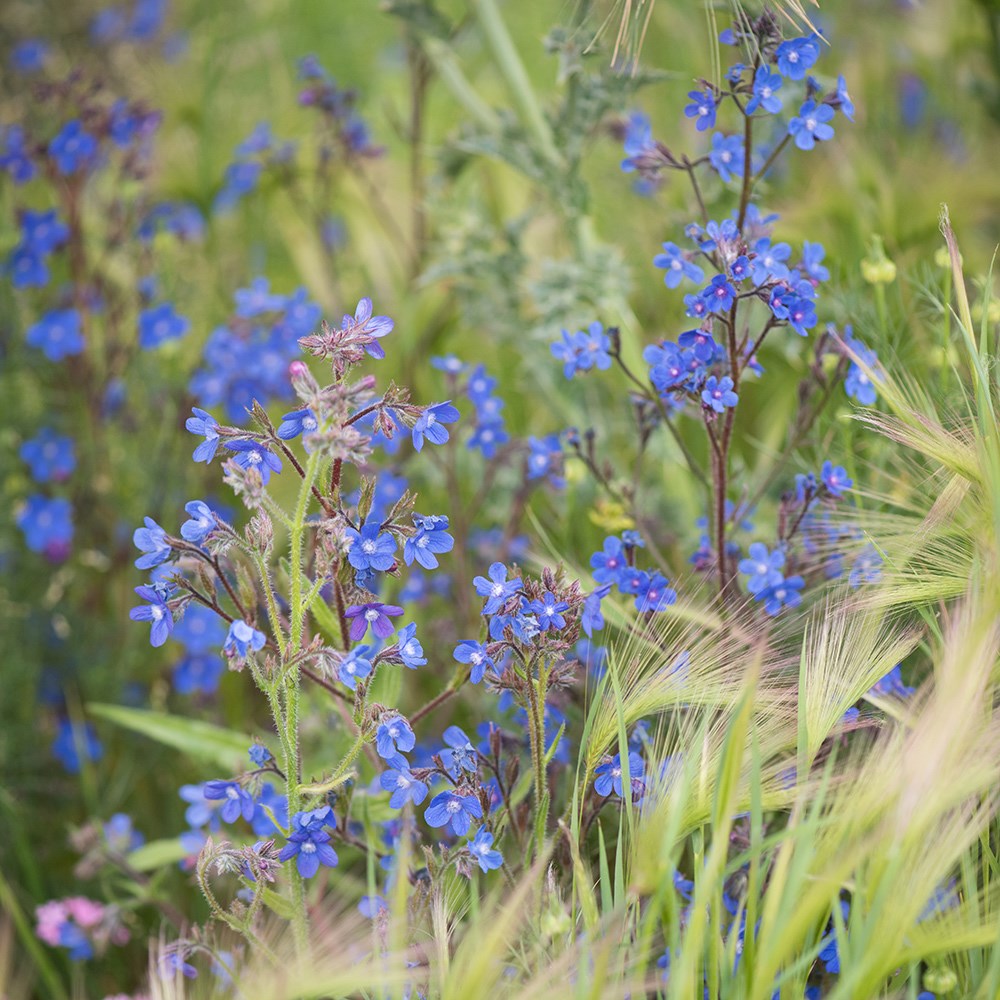 <i>Hordeum jubatum</i> 