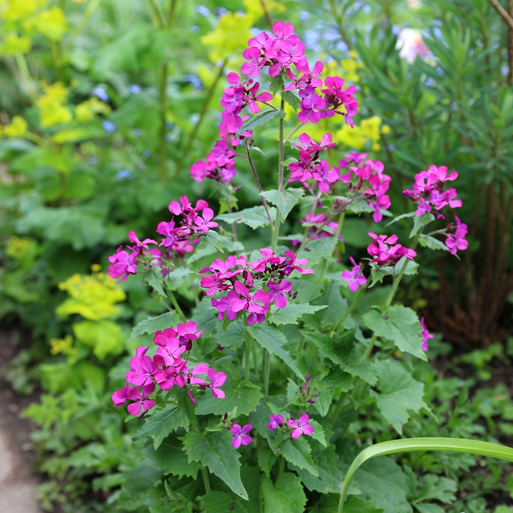 <i>Lunaria annua</i> 