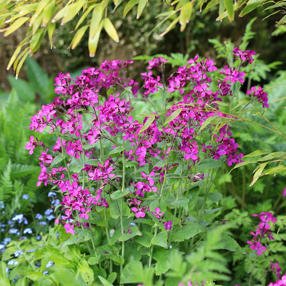 <i>Lunaria annua</i> 