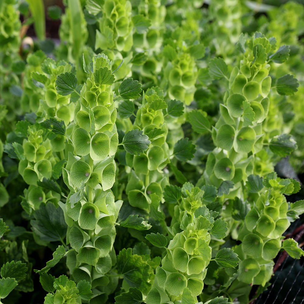 <i>Moluccella laevis</i> 