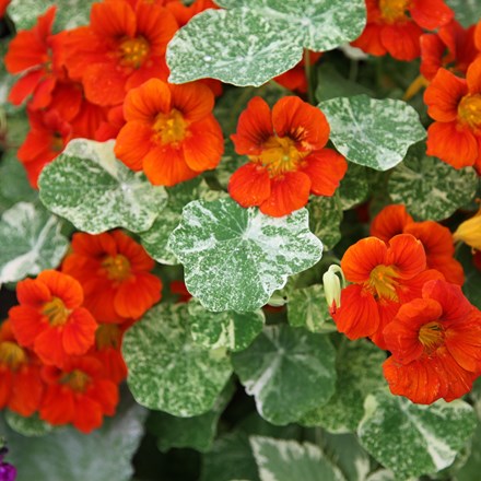 Tropaeolum majus Alaska Series