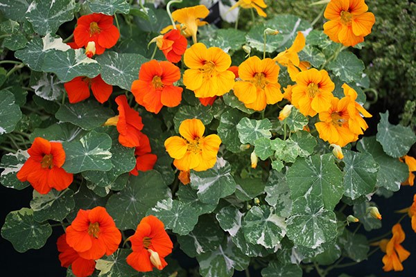 nasturtium - <i>Tropaeolum majus</i> 'Alaska Series'
