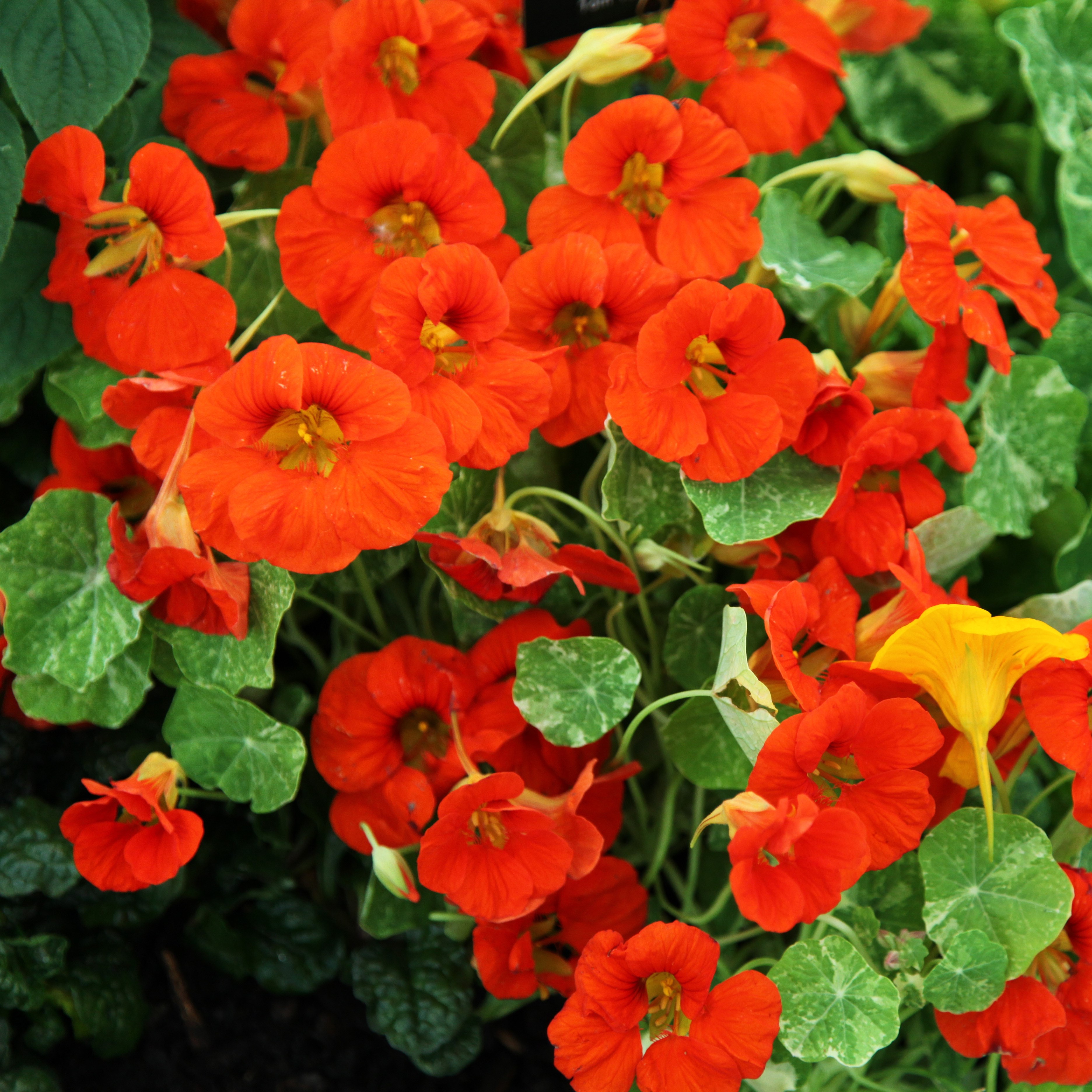 nasturtium - <i>Tropaeolum majus</i> 'Alaska Series'