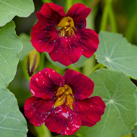 nasturtium - <I>Tropaeolum majus</i> 'Black Velvet' (Tom Thumb Series)