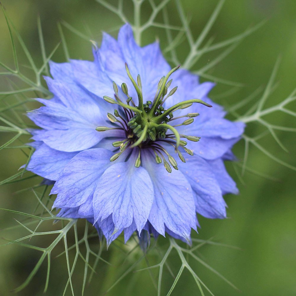 <i>Nigella damascena</i> 'Miss Jekyll'