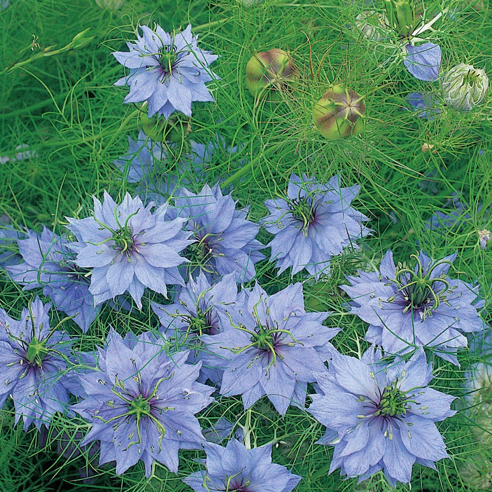<i>Nigella damascena</i> 'Miss Jekyll'