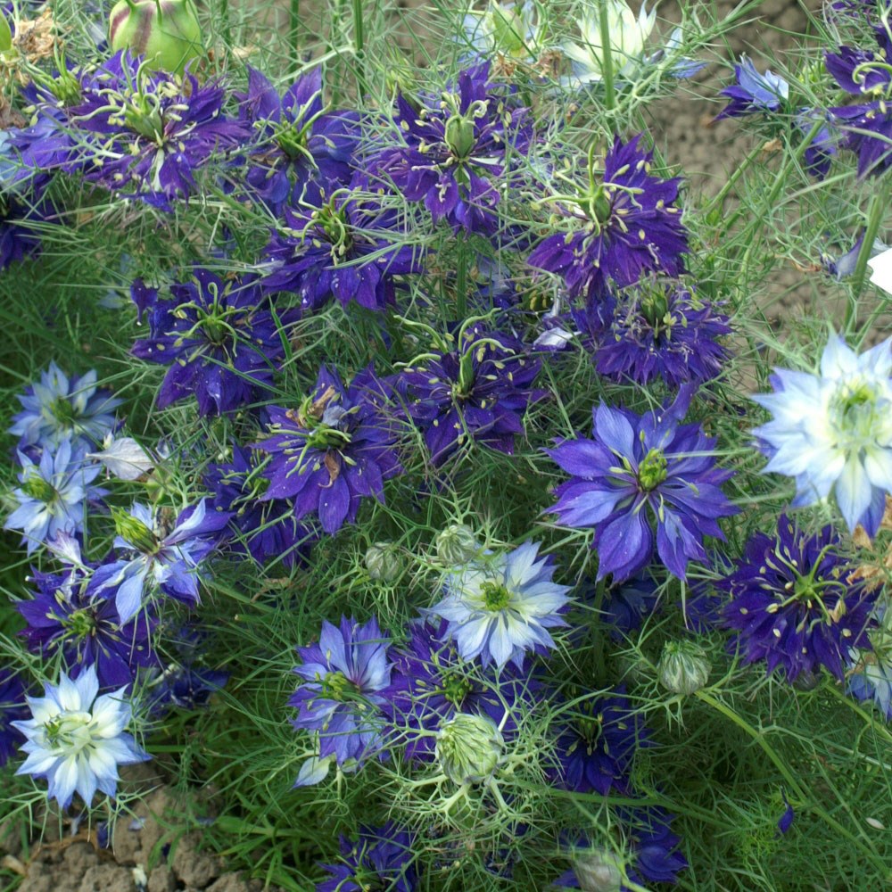 <i>Nigella damascena</i> 'Oxford Blue'