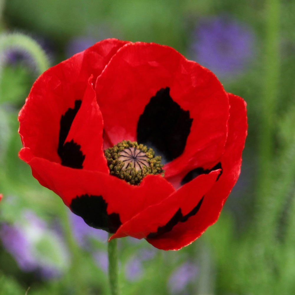 <i>Papaver commutatum</i> 
