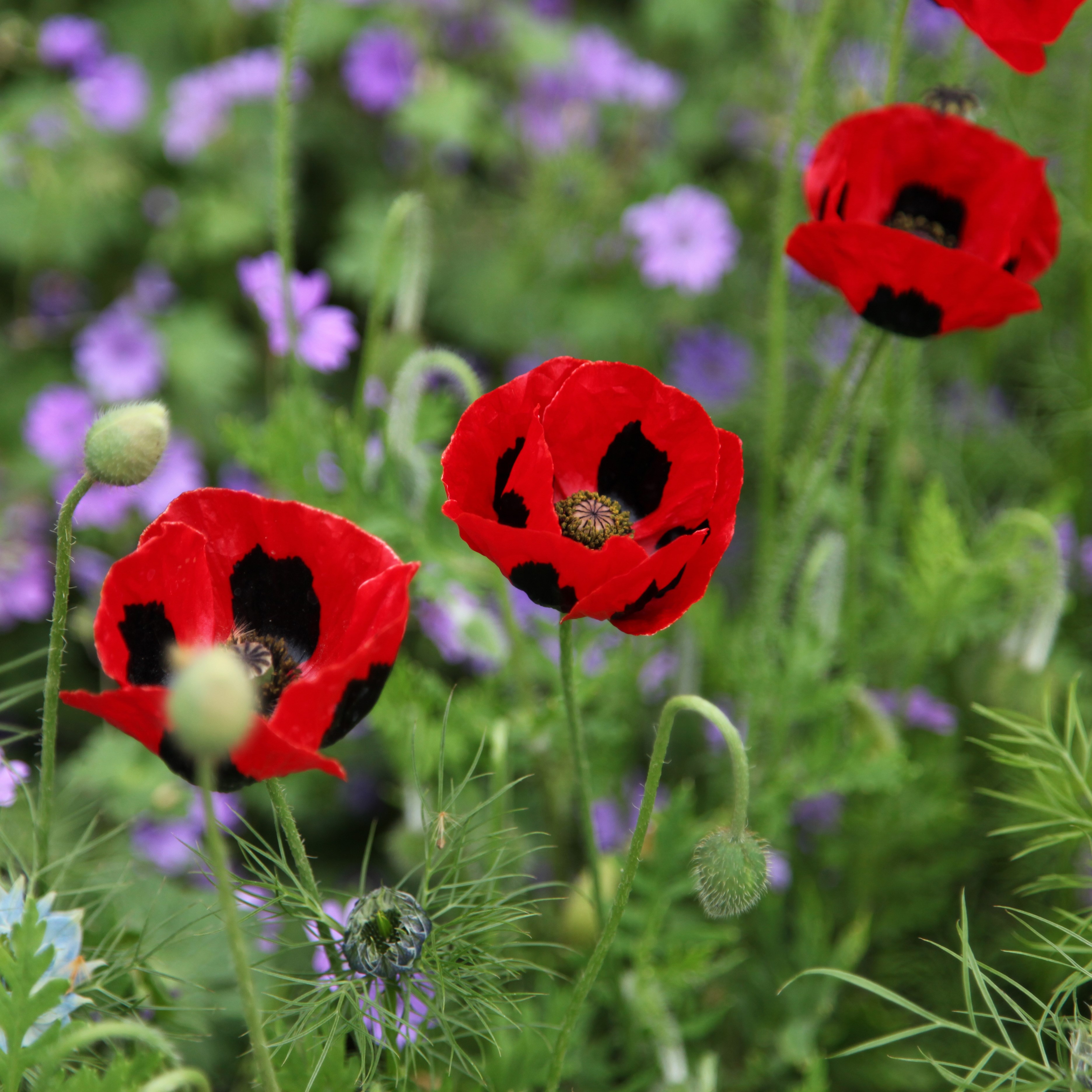 <i>Papaver commutatum</i> 