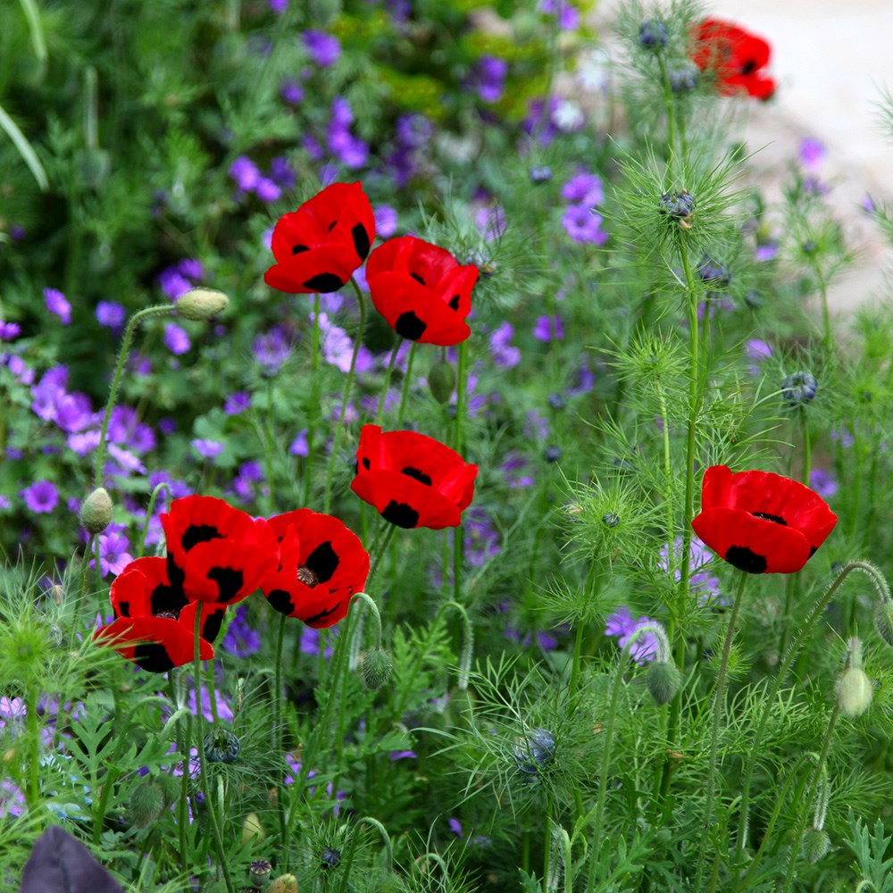 <i>Papaver commutatum</i> 