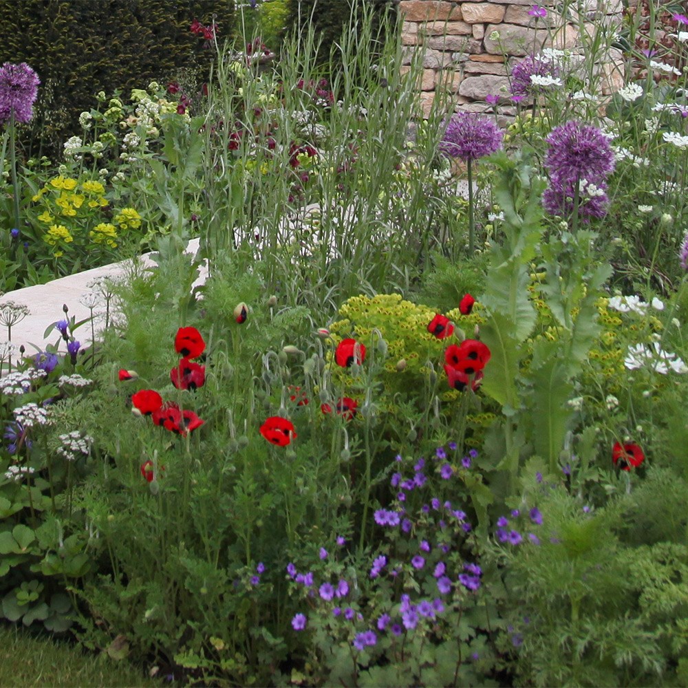 <i>Papaver commutatum</i> 
