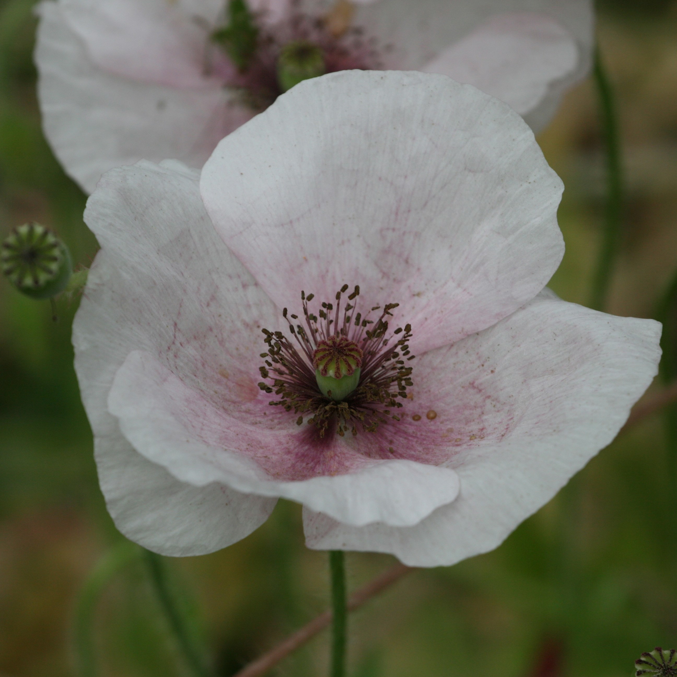 <I>Papaver rhoeas</i> Mother of Pearl Group