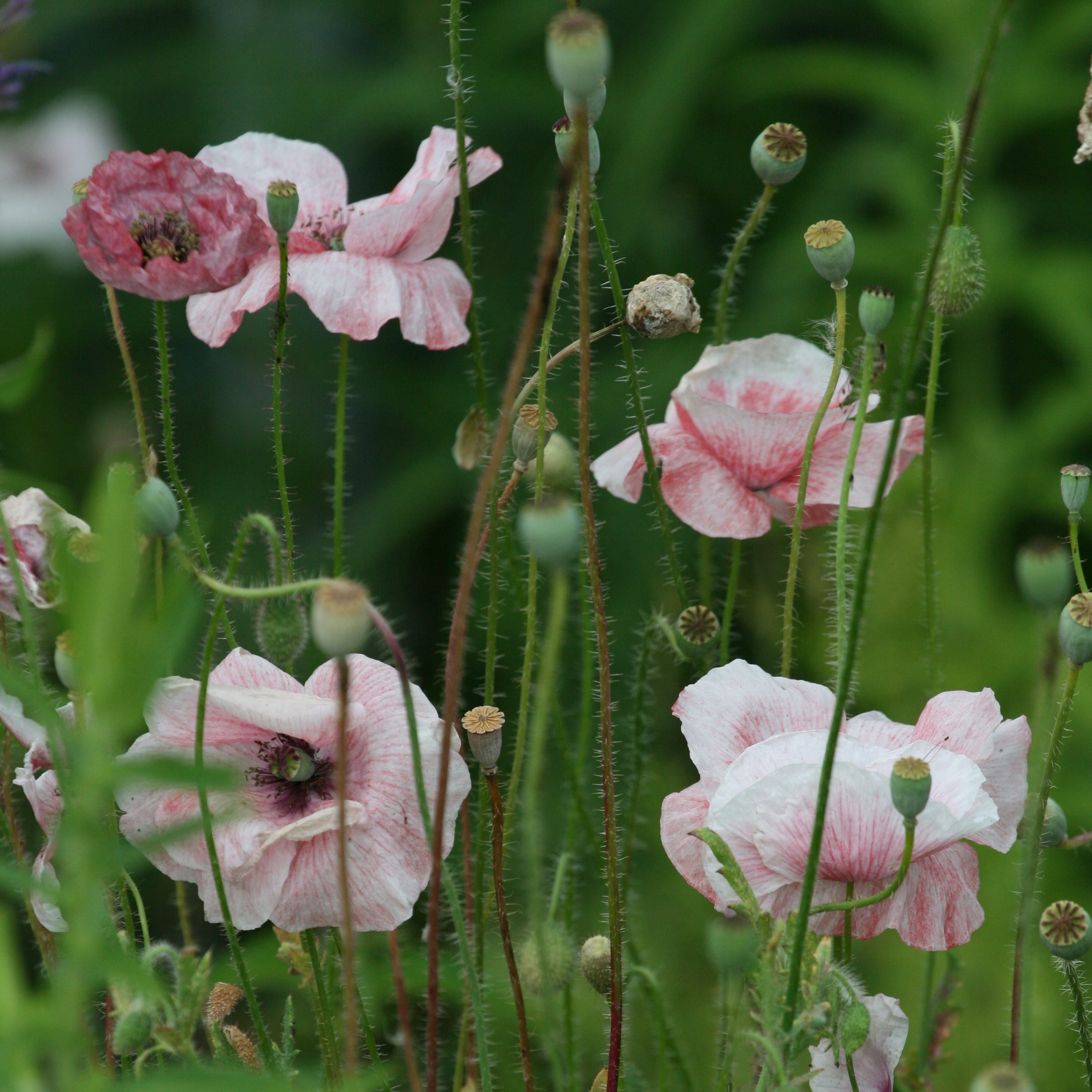 <I>Papaver rhoeas</i> Mother of Pearl Group