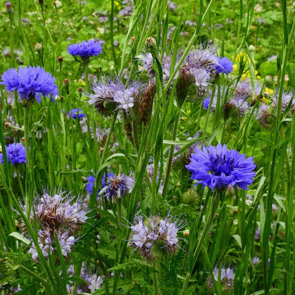 Phacelia tanacetifolia - green manure