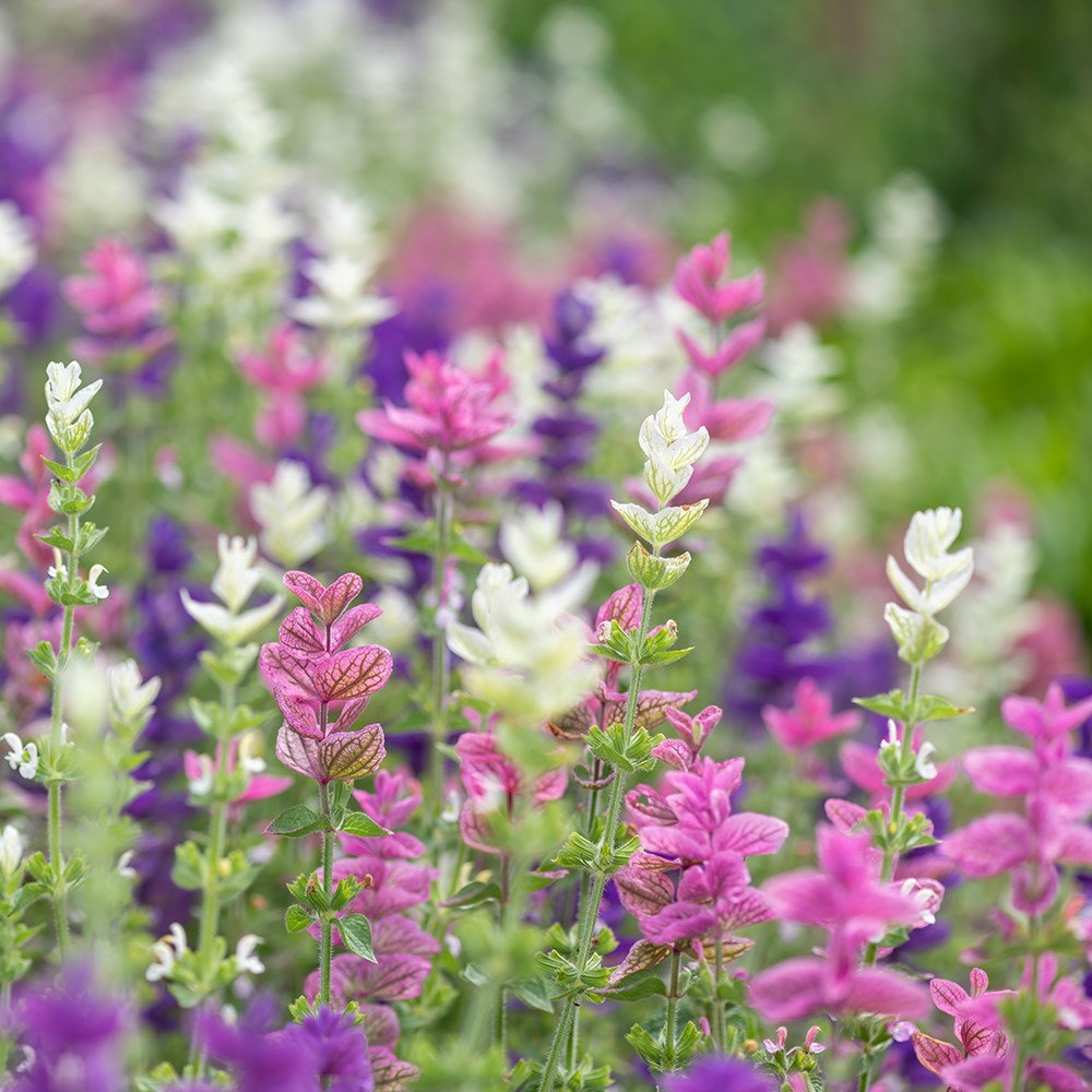<i>Salvia viridis</i> 