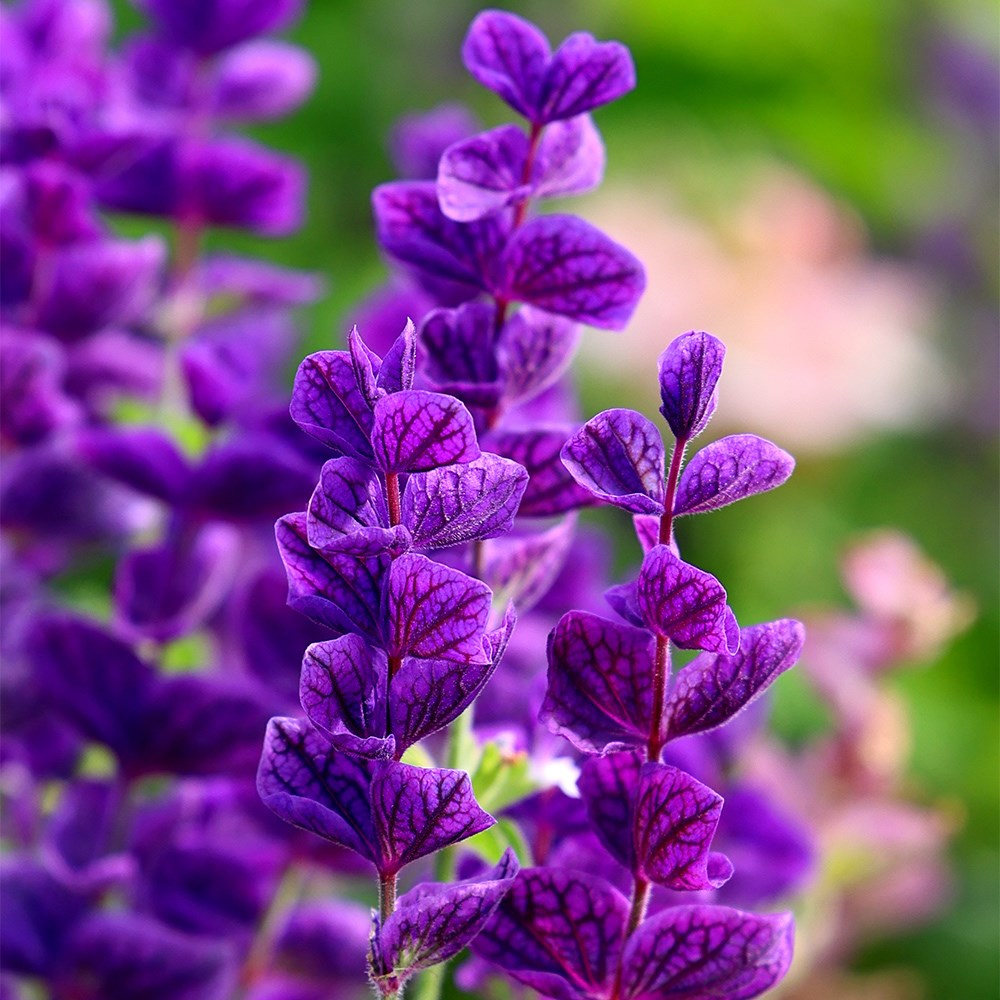 <i>Salvia viridis</i> 'Blue Monday'